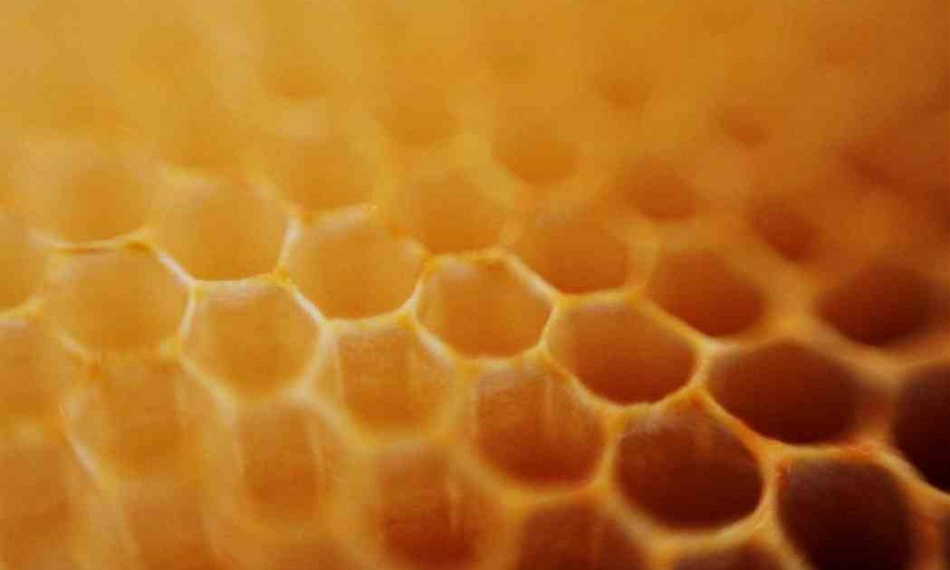 Honeybees Around in the Garden Biology Diagrams